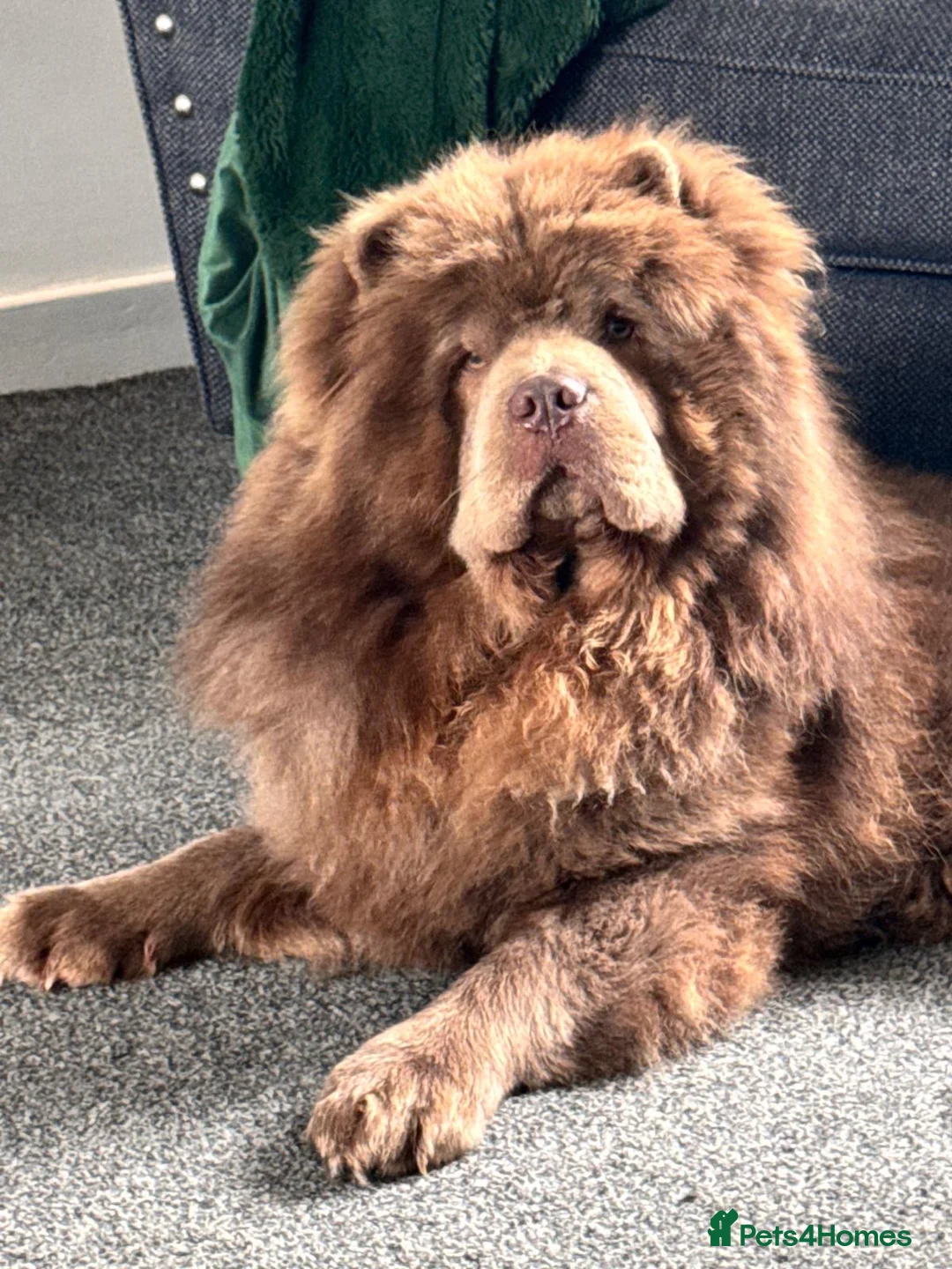 Chow Chow dogs for sale: Loving Home Needed for Handsome Male Chow Chow - Advert 2