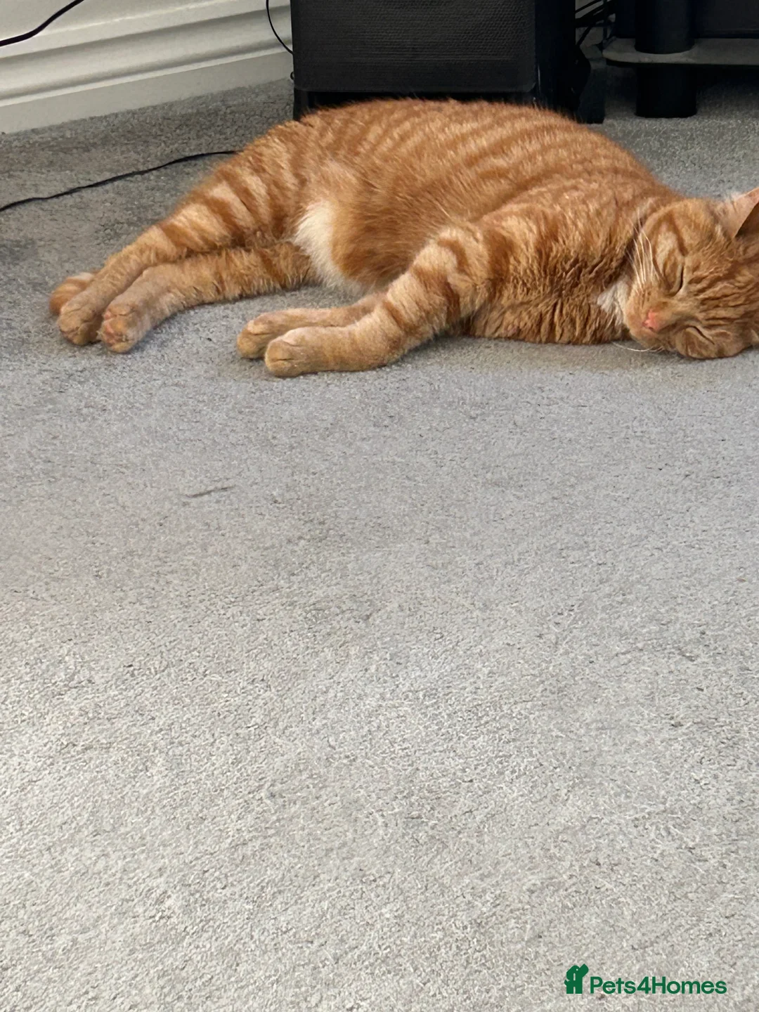 British Shorthair cats for sale: Ginger cat (2 years old)  - Advert 5