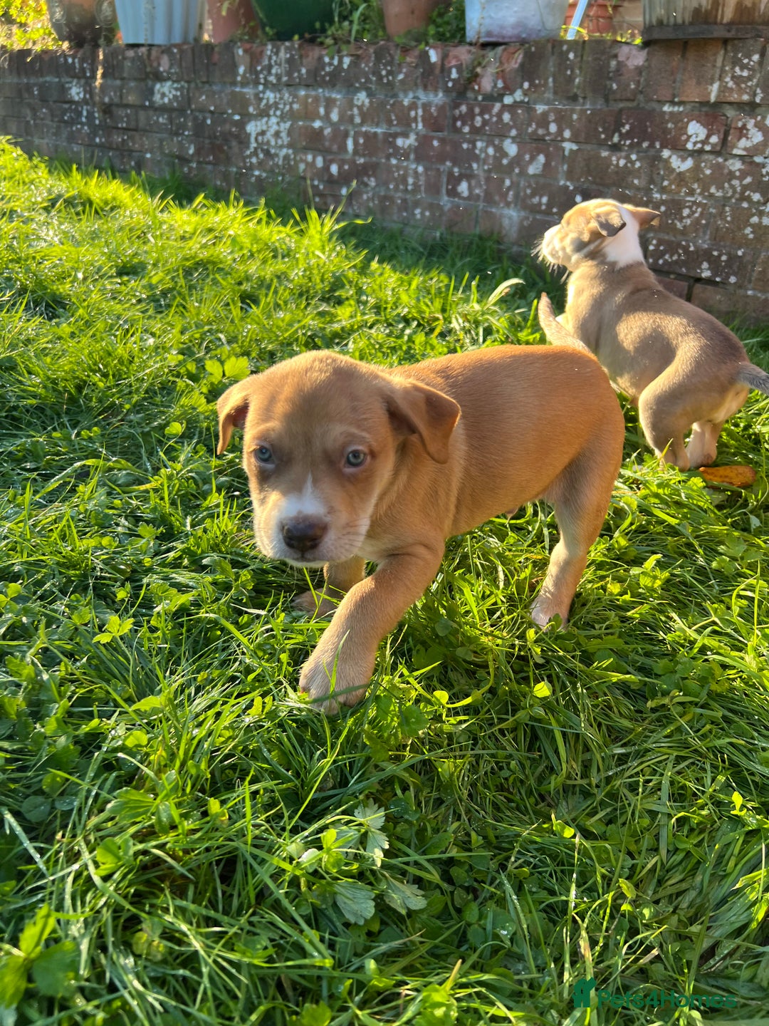 Mixed Breed dogs for sale: Staffy x Australian Kelpie  - Image 35