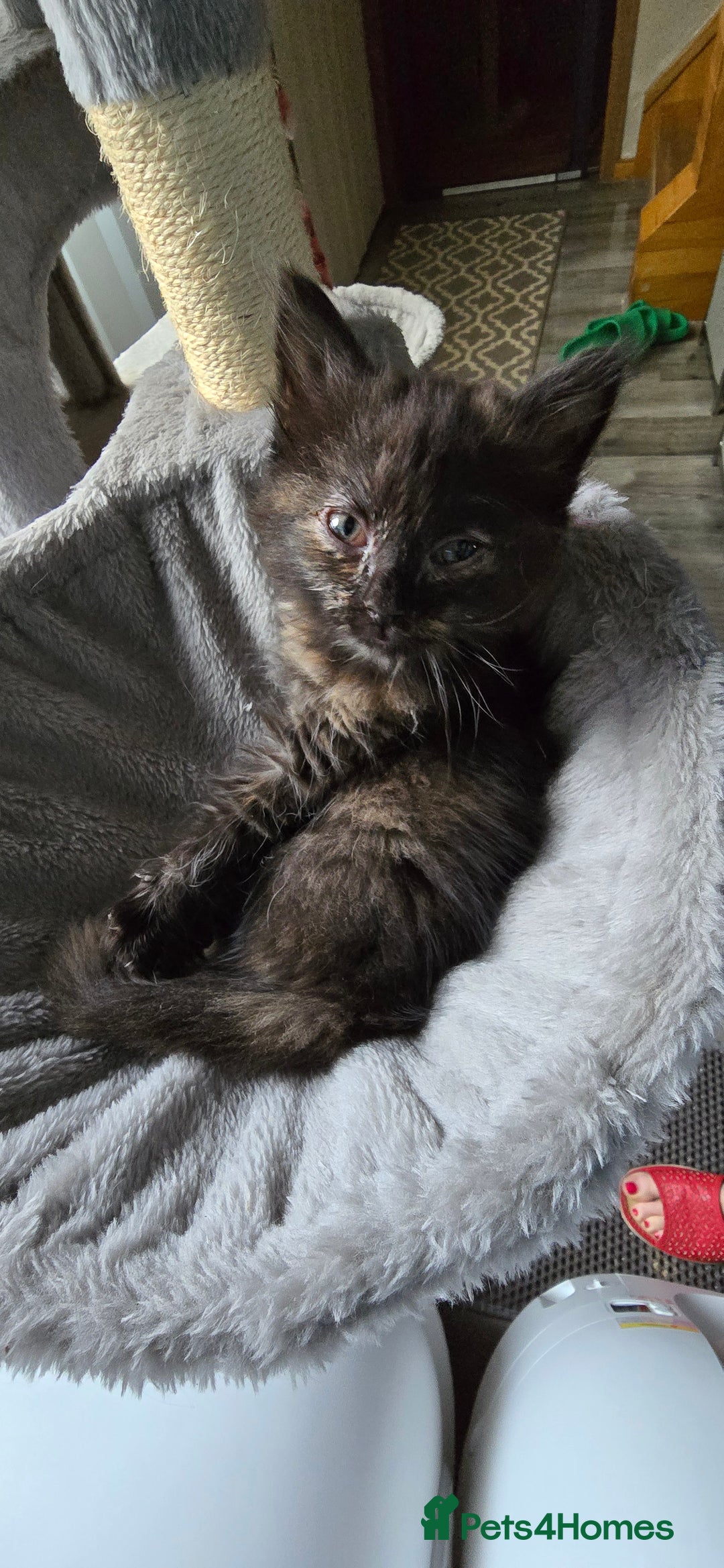 Scottish Fold cats for sale: Scottish fold kittens with straight ears - Advert 8