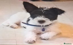 Mixed Breed dogs for sale: Male Lhasa Jack 11 weeks old - Image 12