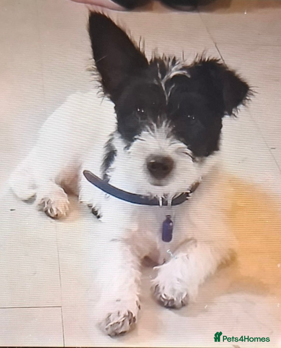 Mixed Breed dogs for sale: Male Lhasa Jack 11 weeks old - Image 12