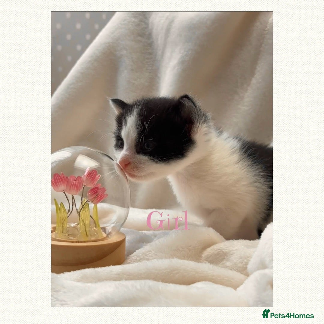 Mixed Breed cats 2 stunning kittens 🎀🩵 - Advert 1
