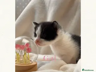 Mixed Breed cats 2 stunning kittens 🎀🩵 - Advert 1