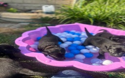 Labrador Retriever dogs for sale: Last remaining Beautiful Labradors  - Image 7