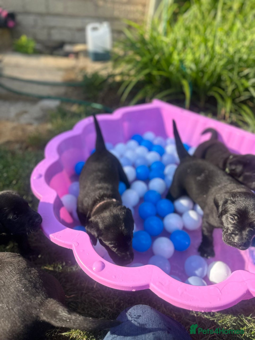 Labrador Retriever dogs for sale: Last remaining Beautiful Labradors  - Image 7