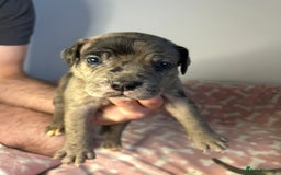 Mixed Breed dogs for sale: mastiff pups🐾 - Advert 19