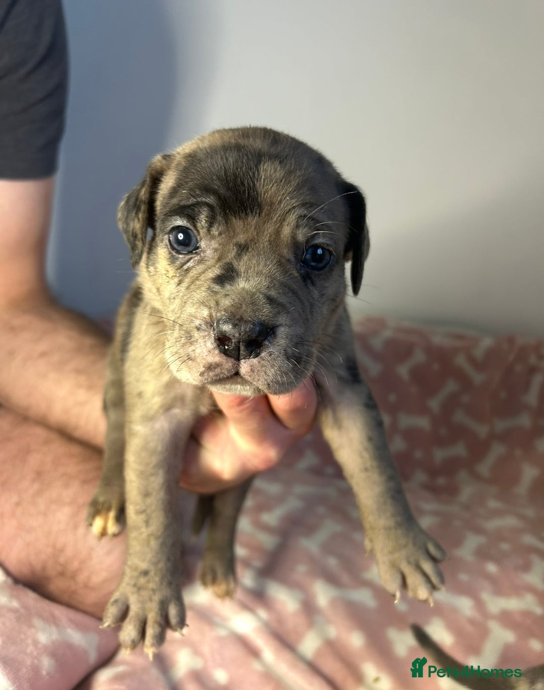 Mixed Breed dogs for sale: mastiff pups🐾 - Advert 19