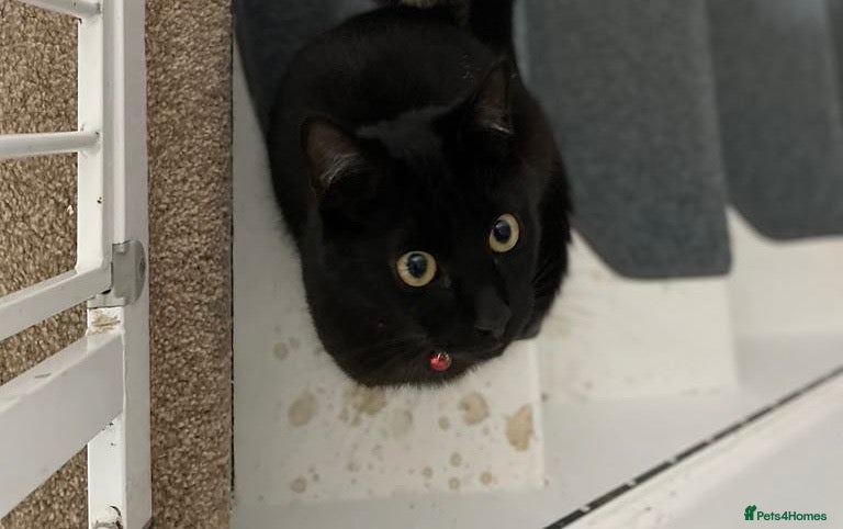 British Shorthair cats 3yr old domestic short hair  - Advert 10