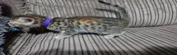 Bengal cats for sale: Bengal X DLH kittens  - Advert 28