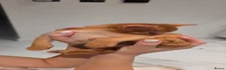 Abyssinian cats for sale: Beautiful Abyssinian female kittens  - Advert 10