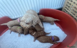 Cavapoo dogs for sale: F1b Teddy bear cavapoos Red & Apricot ❤️🧡 - Advert 8