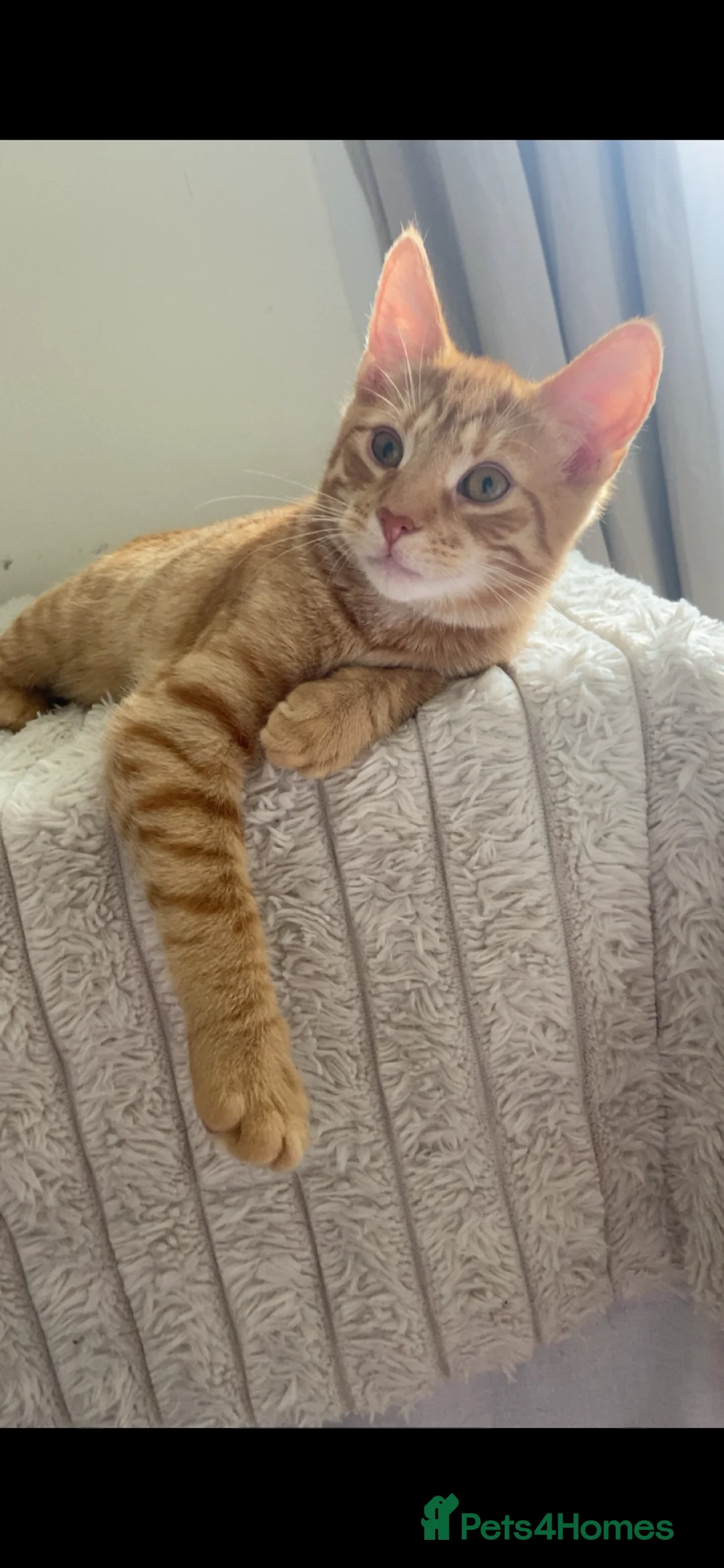 Mixed Breed cats for sale: Make kittens  in Llanelli - Advert 2