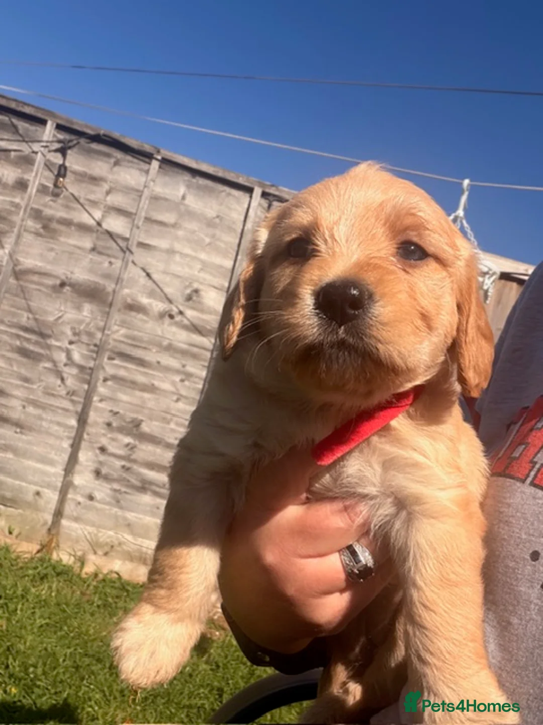 Labradoodle dogs for sale: Red/light apricot Labradoodles for sale  - Advert 2