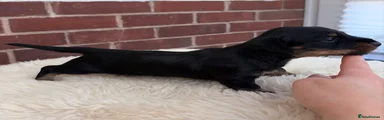 Dachshund 2