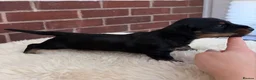 Dachshund dogs for sale: Wire haired miniature dachsunds - Advert 15