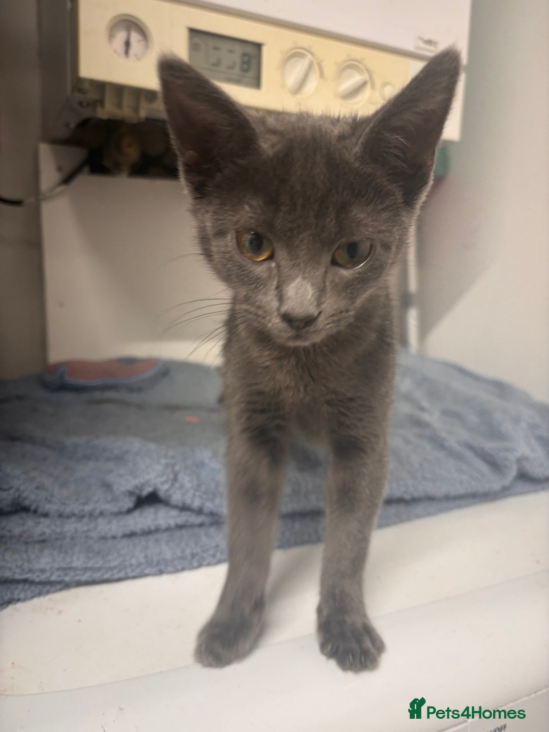 Mixed Breed cats for sale: Kitten  - Advert 1