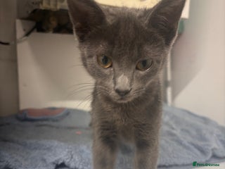 Mixed Breed cats Kitten - Advert 1