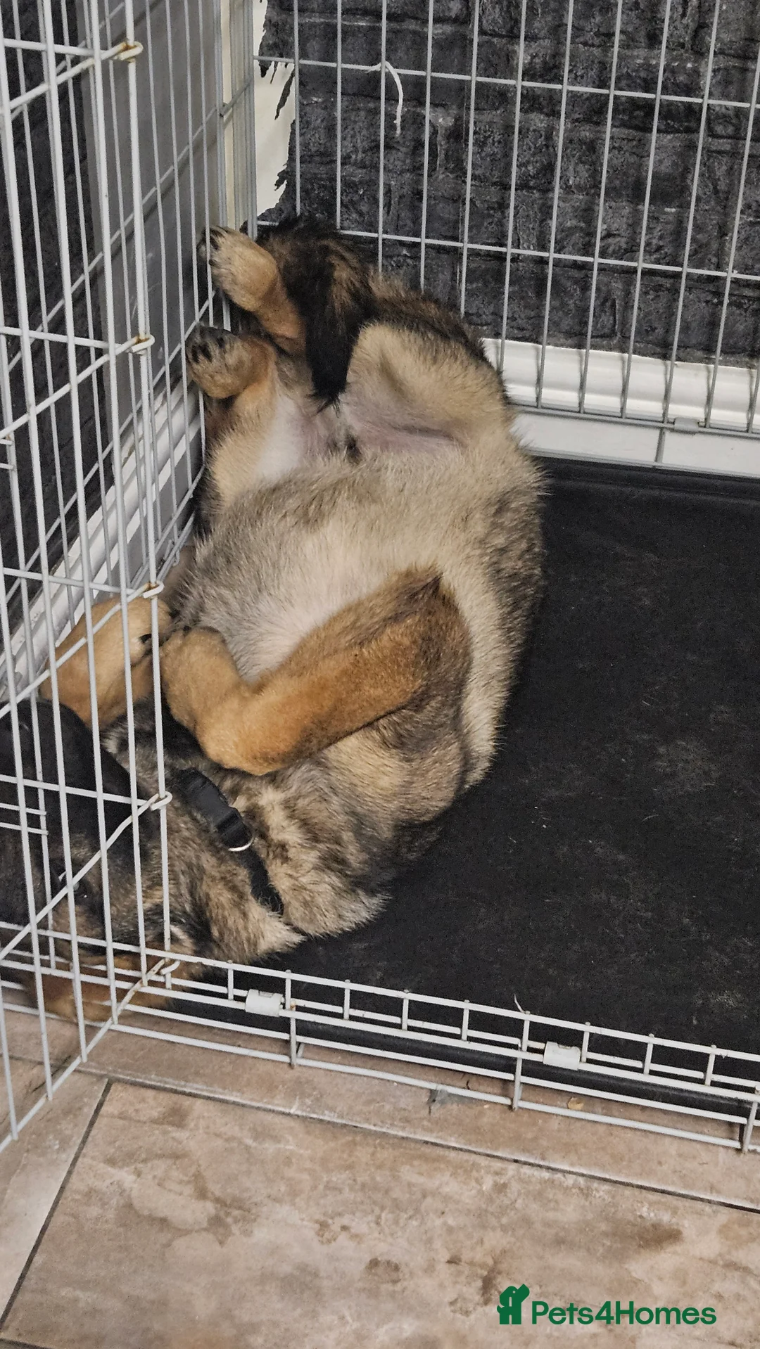 German Shepherd dogs for sale: German shepard  - Advert 3