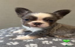 French Bulldog dogs for sale: *FLUFFY FRENCHIE’S* - Image 4