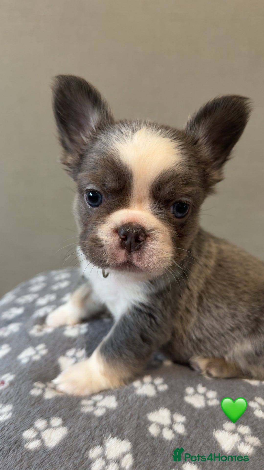 French Bulldog dogs for sale: *FLUFFY FRENCHIE’S* - Image 4