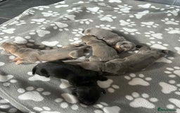 Dachshund dogs for sale: Dachshund  - Image 2
