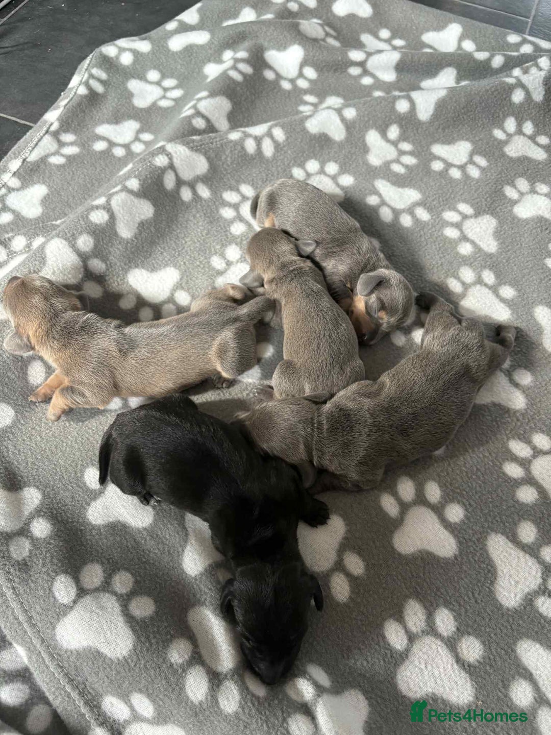 Dachshund dogs for sale: Dachshund  - Image 2