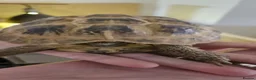 Tortoise reptiles for sale: Russian Tortose and enclosure  in Saint Helens - Advert 2