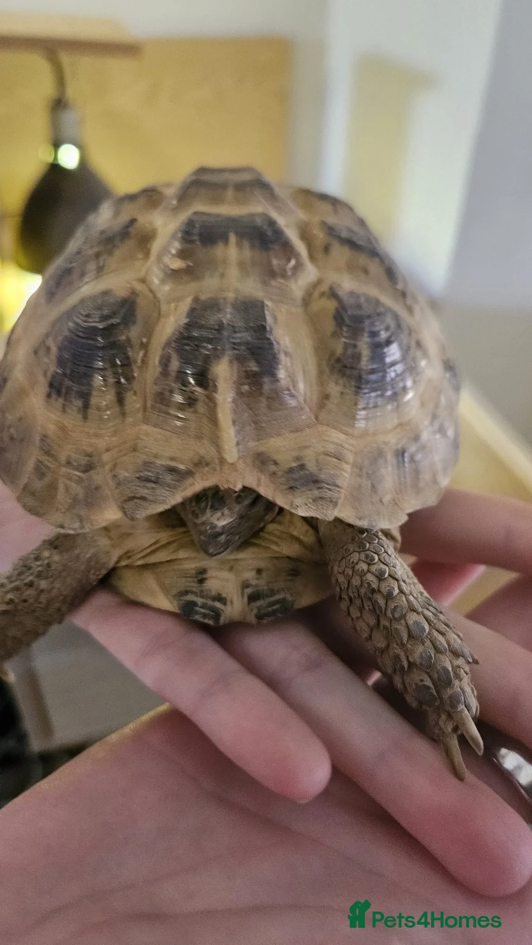 Tortoise reptiles for sale: Russian Tortose and enclosure  in Saint Helens - Advert 2