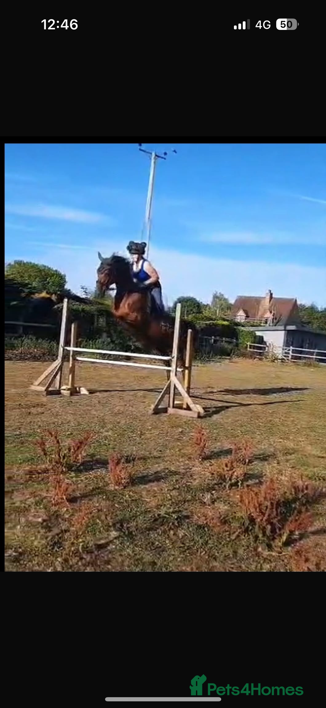 Irish Thoroughbred horses for sale: Beautiful tb mare  - Image 2