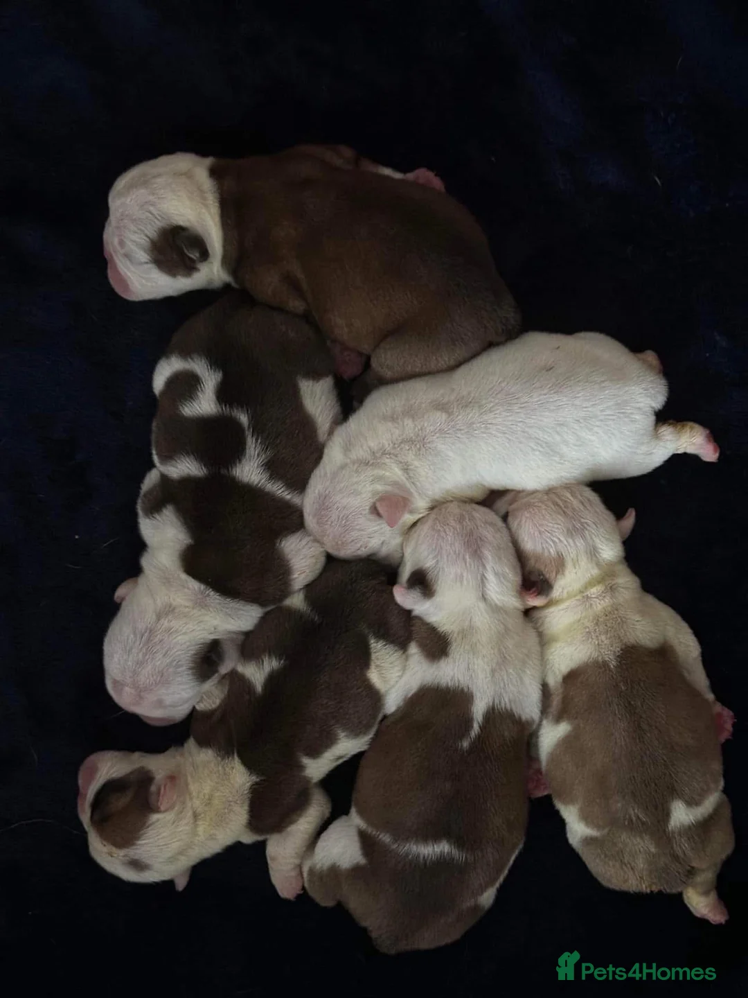 English Bulldog dogs for stud: Gold 🥇Health Tested KC registered Boy in Newport - Advert 12
