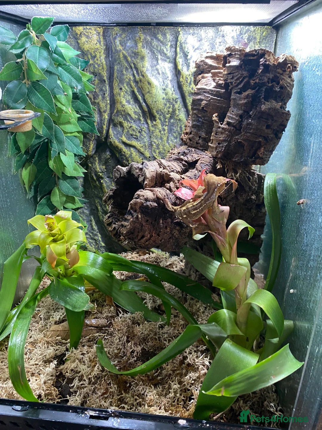 Gecko reptiles for sale: Breeding pair of bonded crested geckos - Advert 3