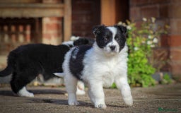 Border Collie dogs for sale: Border Collie Puppies for Sale - Image 10