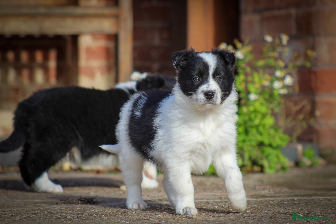 Border Collie dogs for sale: Border Collie Puppies for Sale - Image 10