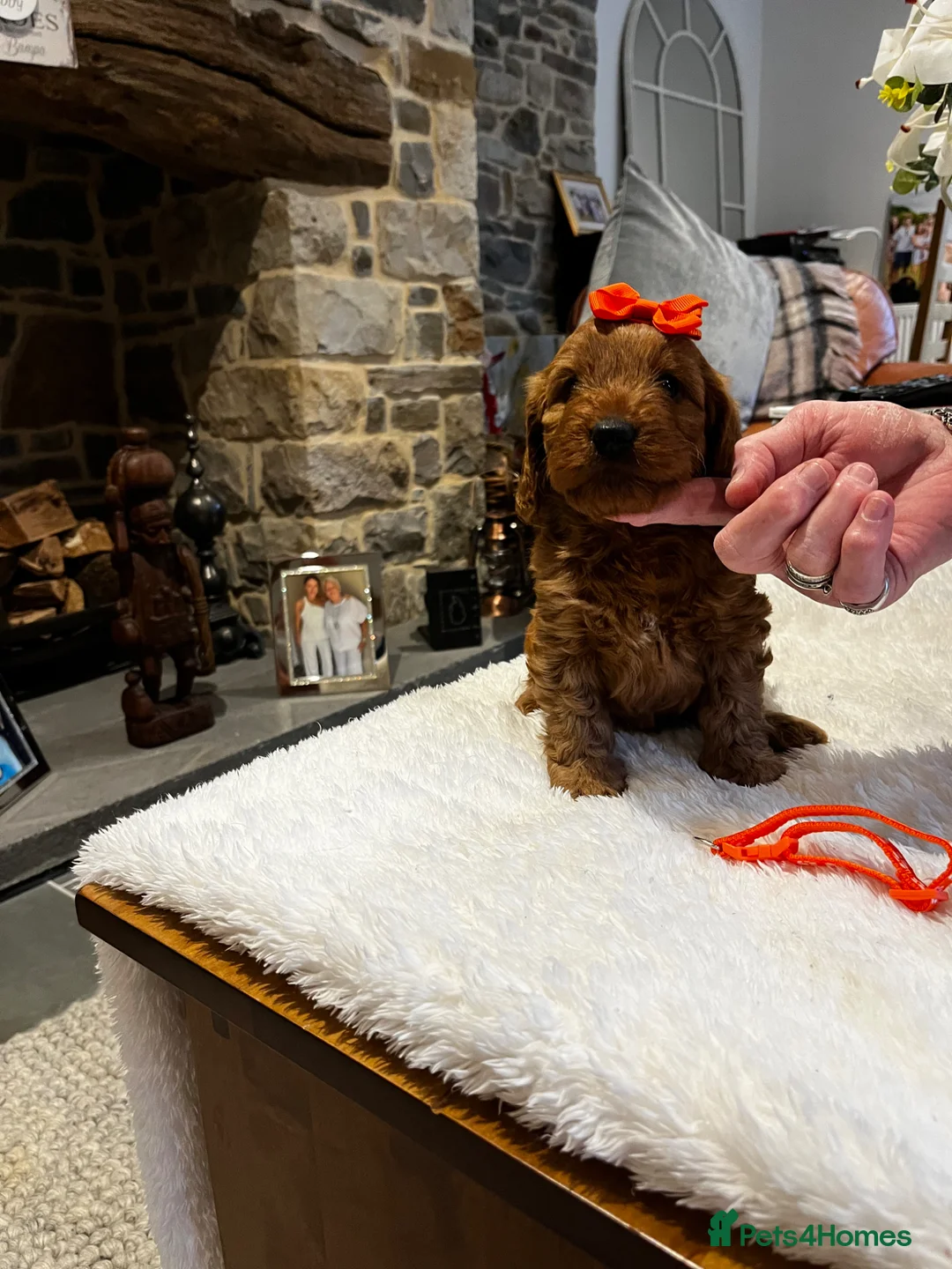 Cockapoo dogs for sale: Gorgeous Red F1 Cockapoo puppies - Advert 1