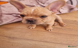 French Bulldog dogs for sale: Male French Bulldog available now  in Wisbech - Image 12