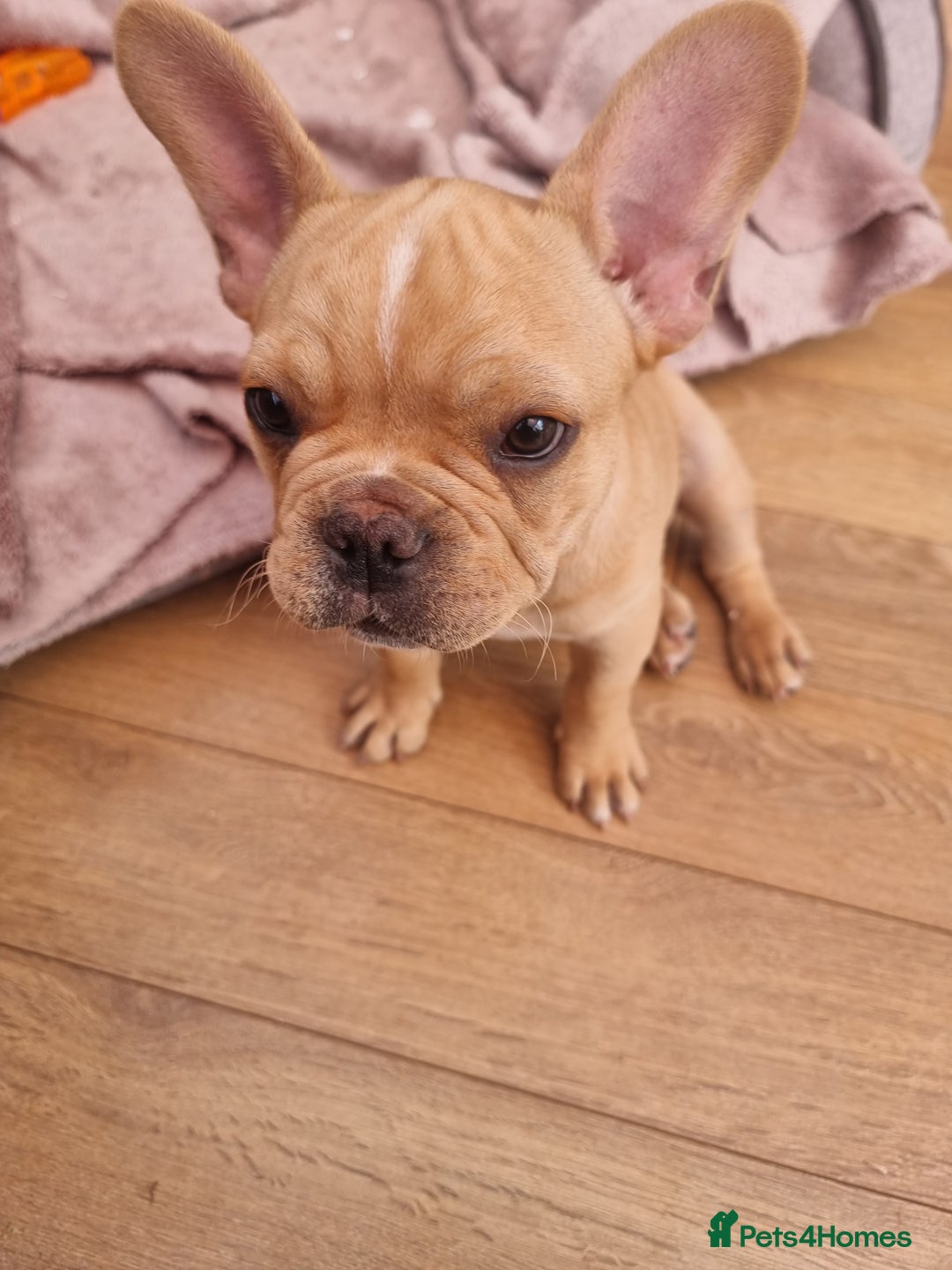 French Bulldog dogs for sale: Male French Bulldog available now  in Wisbech - Image 12