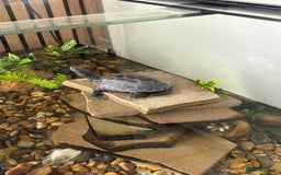 Turtle reptiles for sale: Black marsh turtle aged 5 - Advert 2