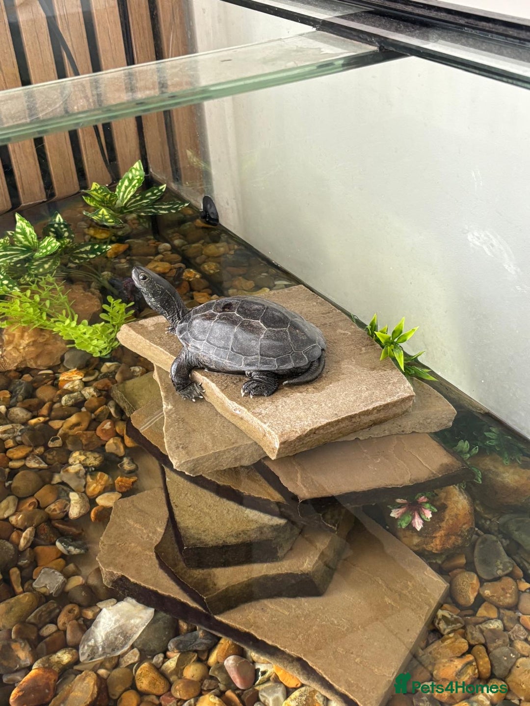 Turtle reptiles for sale: Black marsh turtle aged 5 - Advert 2