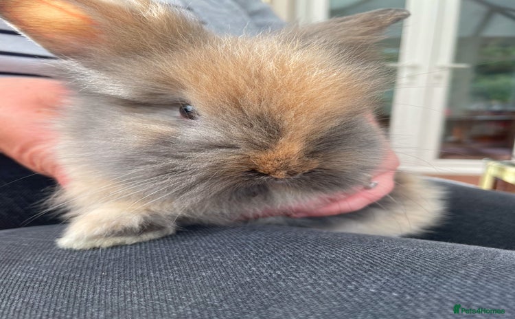Lionhead rabbits - Advert 1