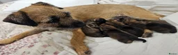 Border Terrier dogs for sale: BORDER TERRIER. - Advert 2