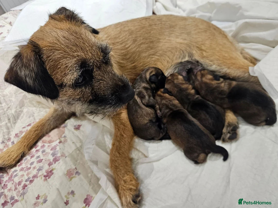 Border Terrier dogs for sale: BORDER TERRIER. - Advert 2