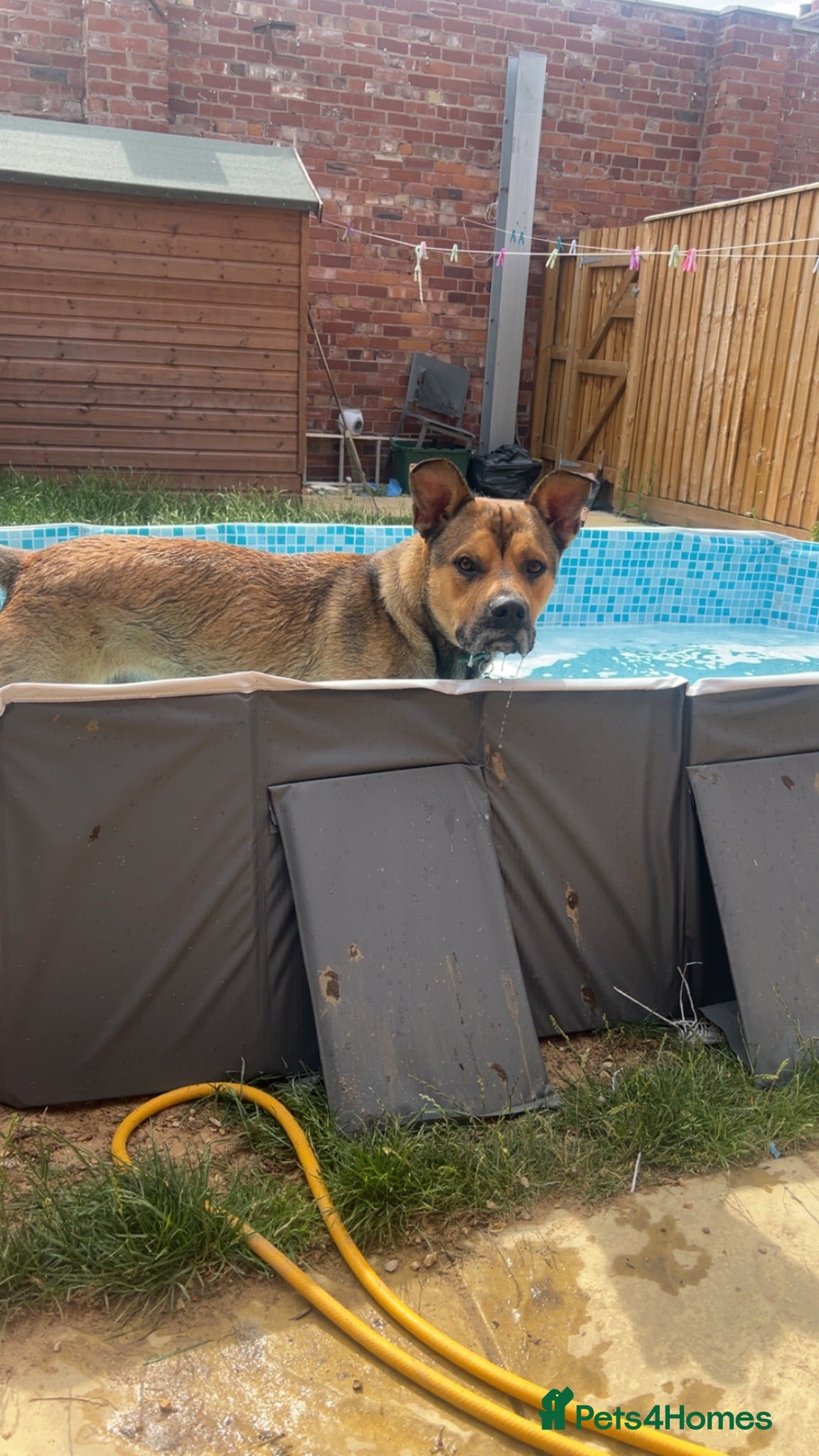 Mixed Breed dogs 17 month old german shepered x  - Advert 1