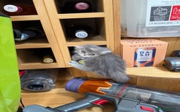 Persian cats for sale: Himalayan Persians - Image 5