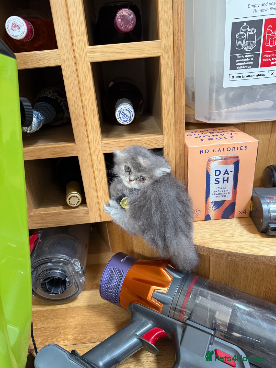 Persian cats for sale: Himalayan Persians - Image 5