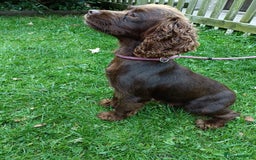 Cocker Spaniel dogs for sale: Cocker Spaniel Puppies For Sale - Image 6
