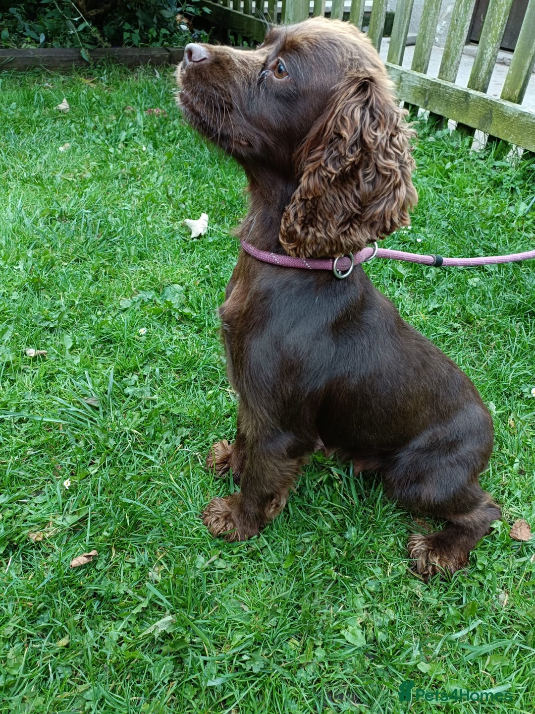 Cocker Spaniel dogs for sale: Cocker Spaniel Puppies For Sale - Image 6