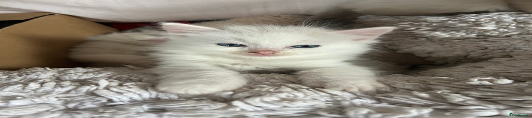Ragdoll Kitten 3