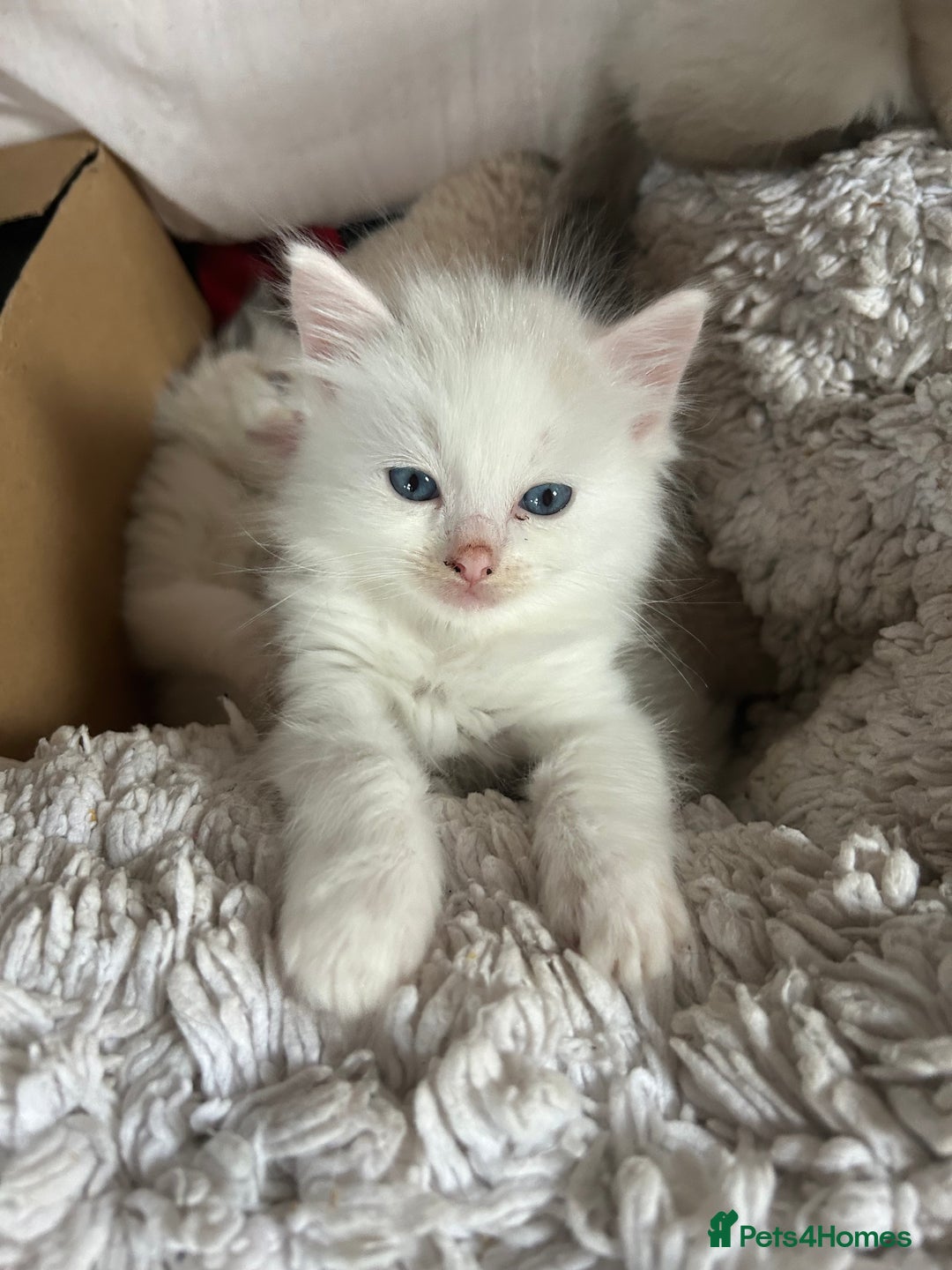 Ragdoll cats for sale: Ragdolls - Image 2