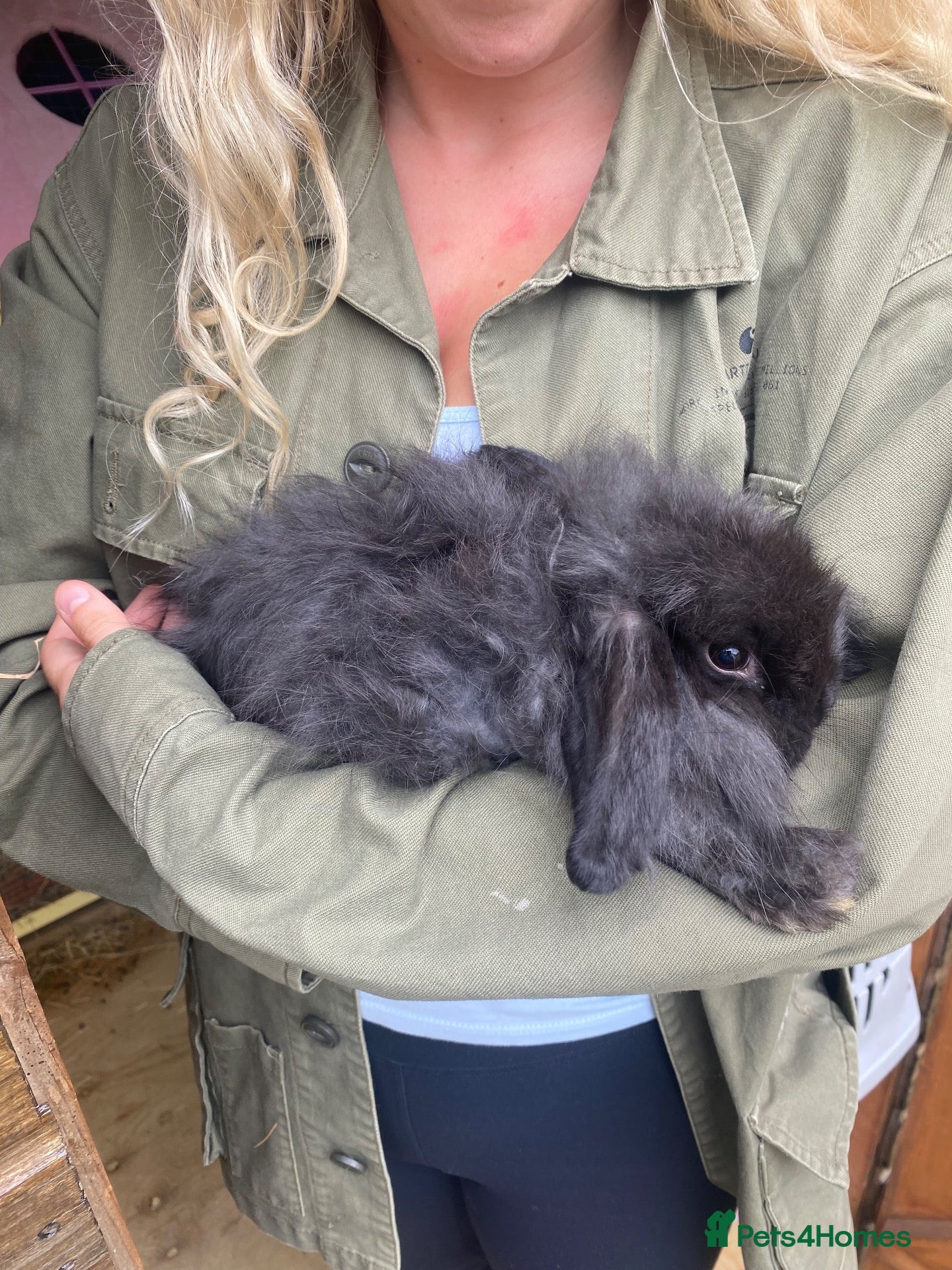 Mini Lop rabbits Super Fluffy Friendly Pure Bred Mini Lop - Advert 1